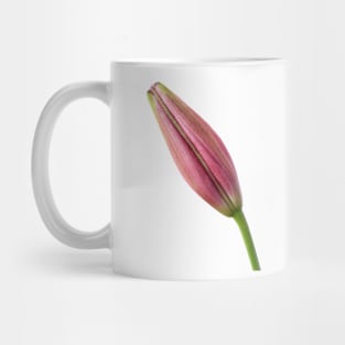 Lilium  &#39;Rosella&#39;s Dream&#39;  Asiatic lily  Flower bud Mug